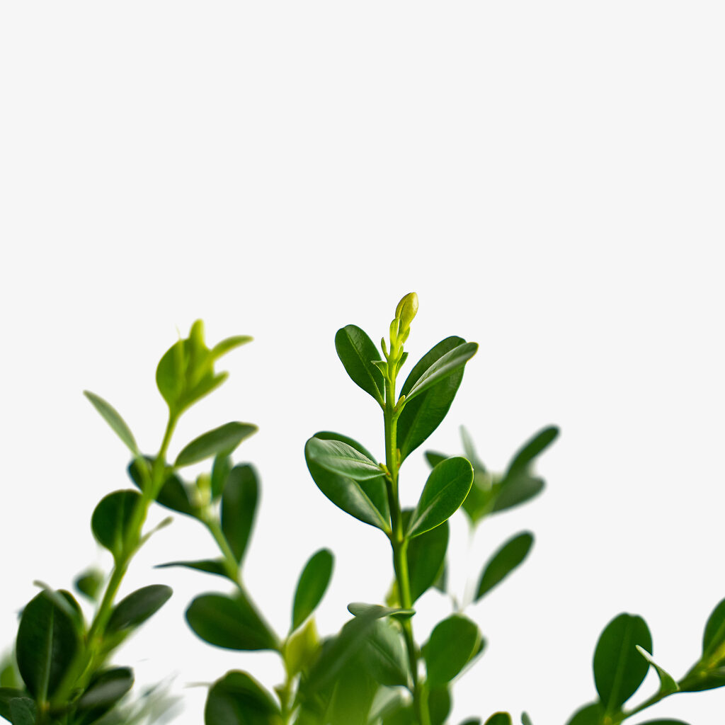 Baby Gem Boxwood Shrubs For Sale The Tree Center