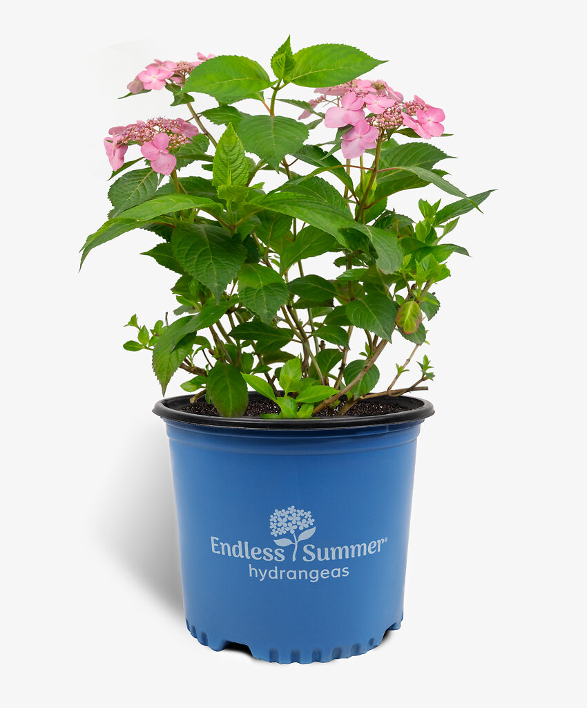 Endless Summer Twist N Shout Hydrangeas For Sale Online The Tree Center