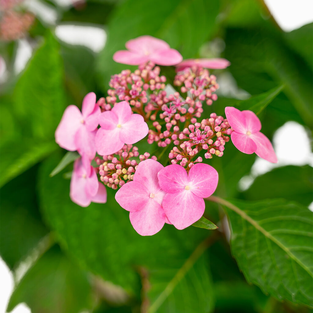 Endless Summer Twist N Shout Hydrangeas For Sale Online The Tree Center