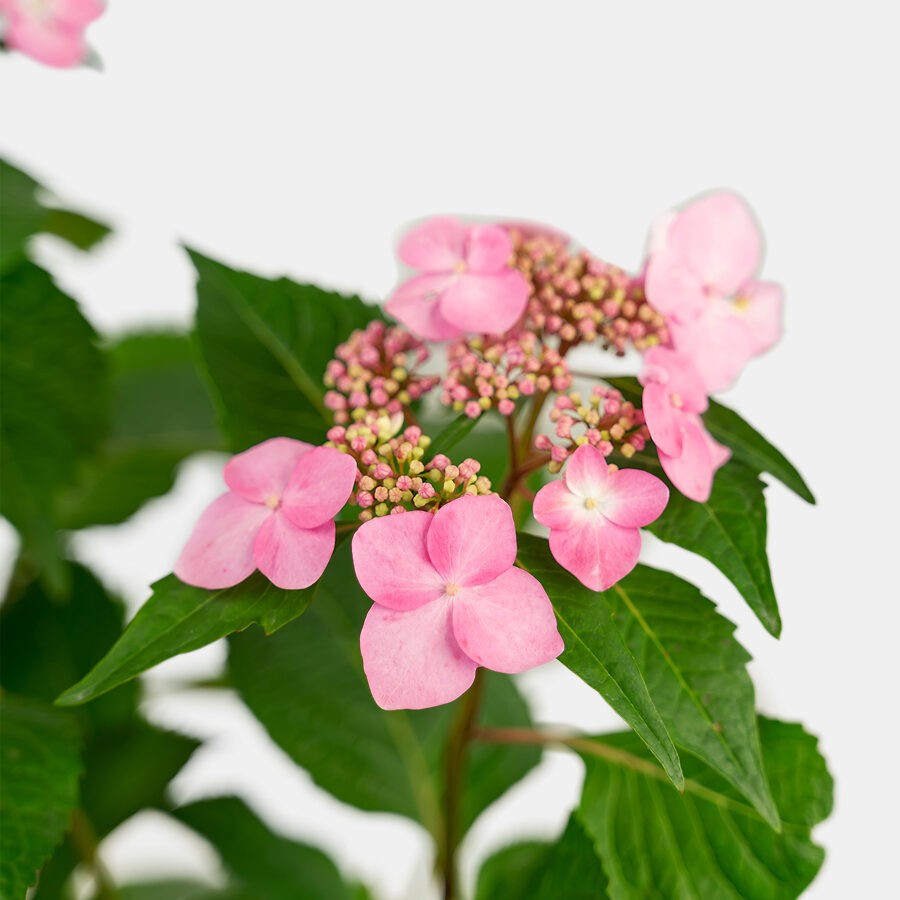 Endless Summer Twist N Shout Hydrangeas For Sale Online The Tree Center