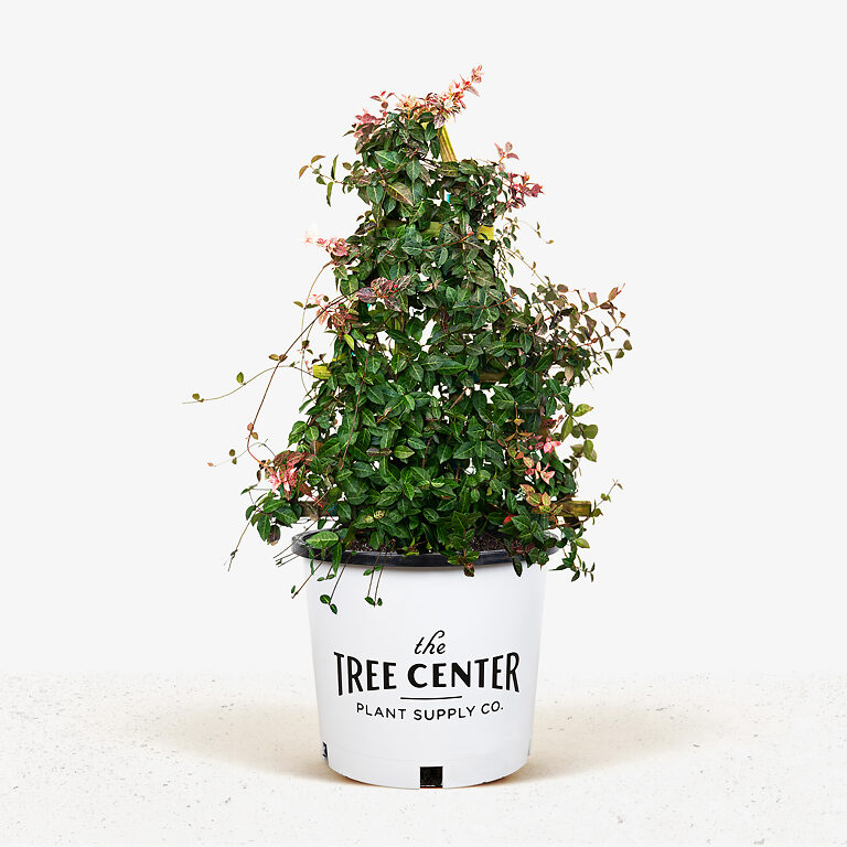 Snow N Summer Asiatic Jasmine For Sale Online The Tree Center