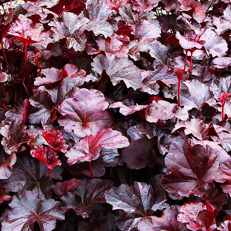 Obsidian Heuchera For Sale Online The Tree Center