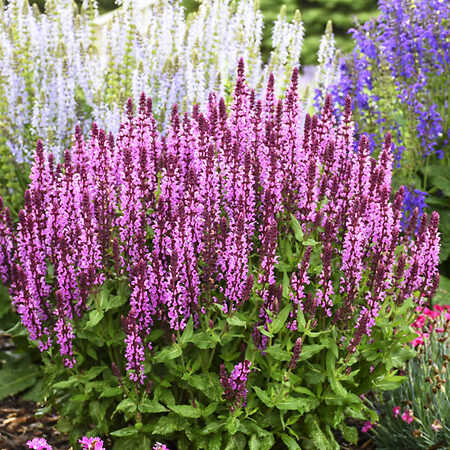 Pink Profusion Salvia For Sale Online The Tree Center