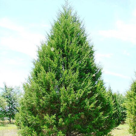 Eastern Red Cedar For Sale Online The Tree Center