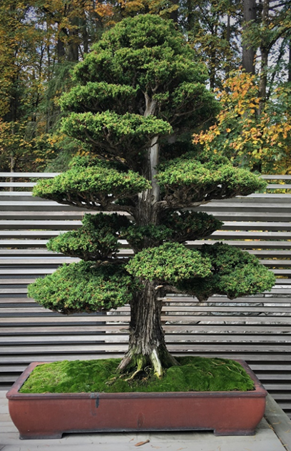 Everything You Need To Know About Japanese Cedar Cryptomeria The