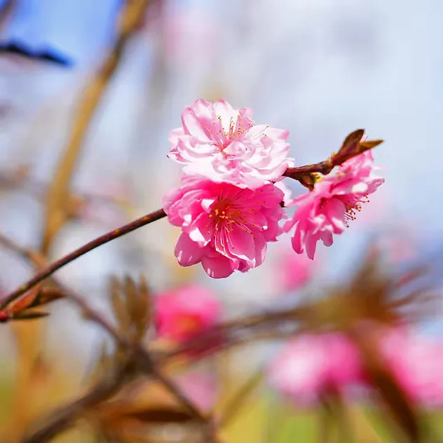 Crimson Cascade Weeping Peach For Sale Online The Tree Center