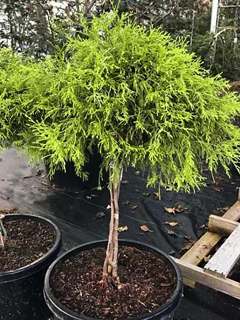 Gold Mop Cypress - Tree Form