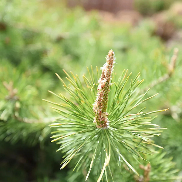 Hillside Creeper Scots Pine For Sale Online The Tree Center