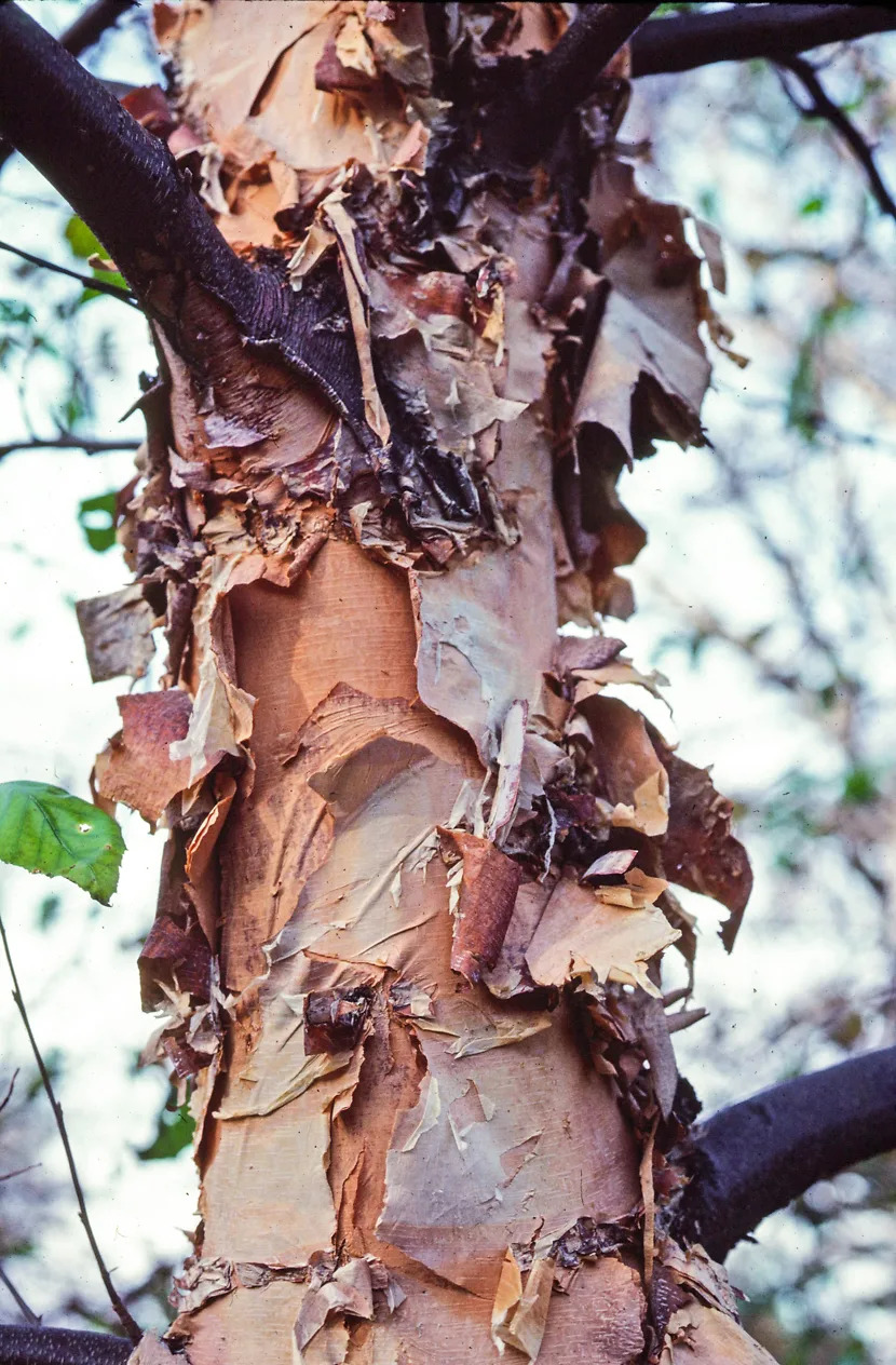 Heritage Birch Clump Trees For Sale The Tree Center