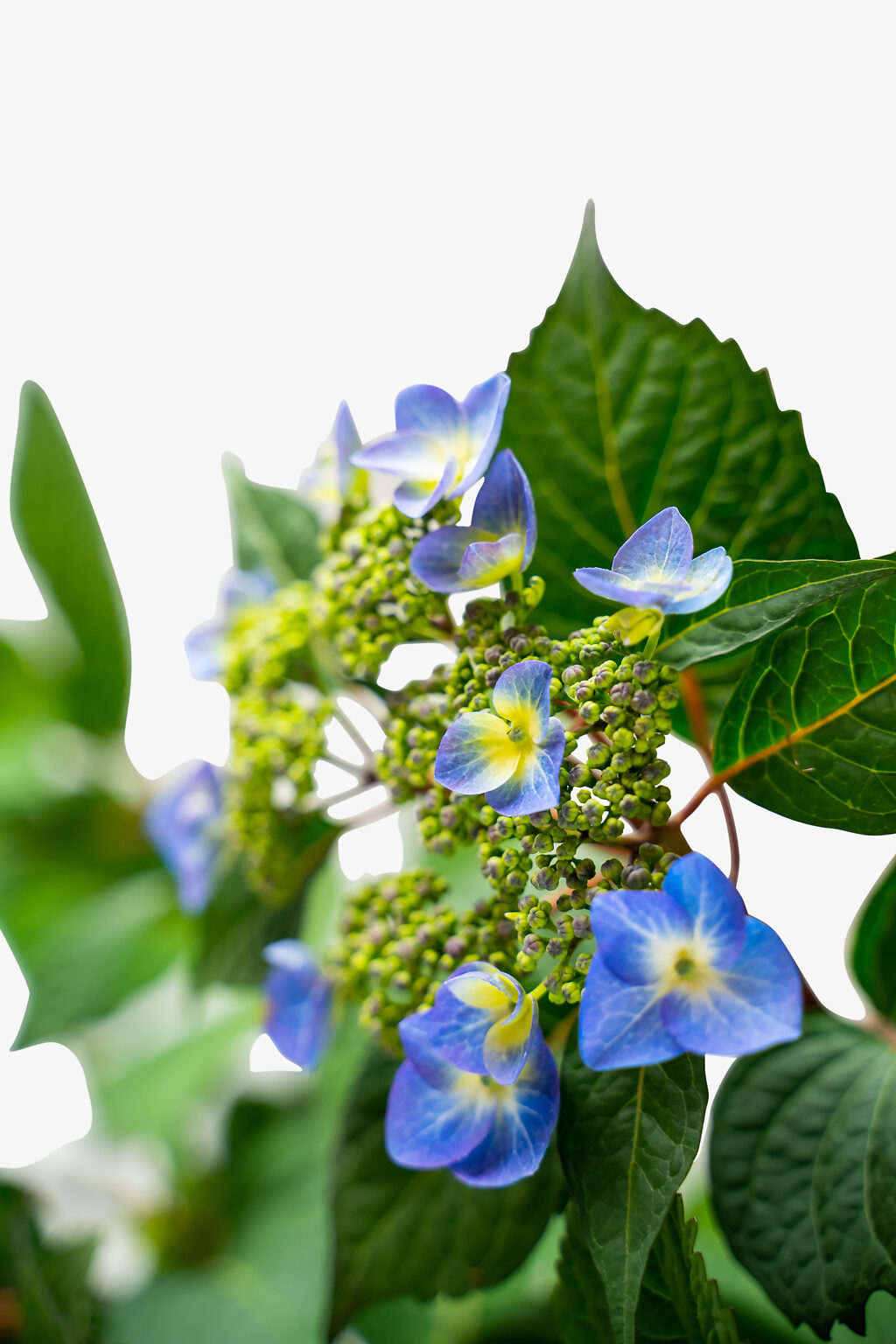 Endless Summer Twist N Shout Hydrangeas For Sale Online The Tree Center