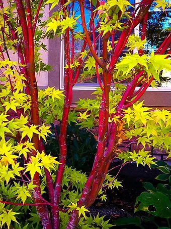 Complete Guide To Japanese Maples Planting Buying Japanese Maples