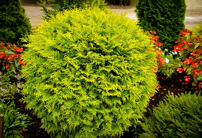 Golden Globe Arborvitae For Sale Online The Tree Center