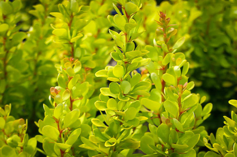 Golden Rocket Barberry Shrubs For Sale The Tree Center