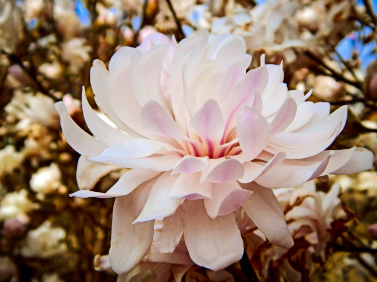 Centennial Blush Magnolia Trees For Sale The Tree Center