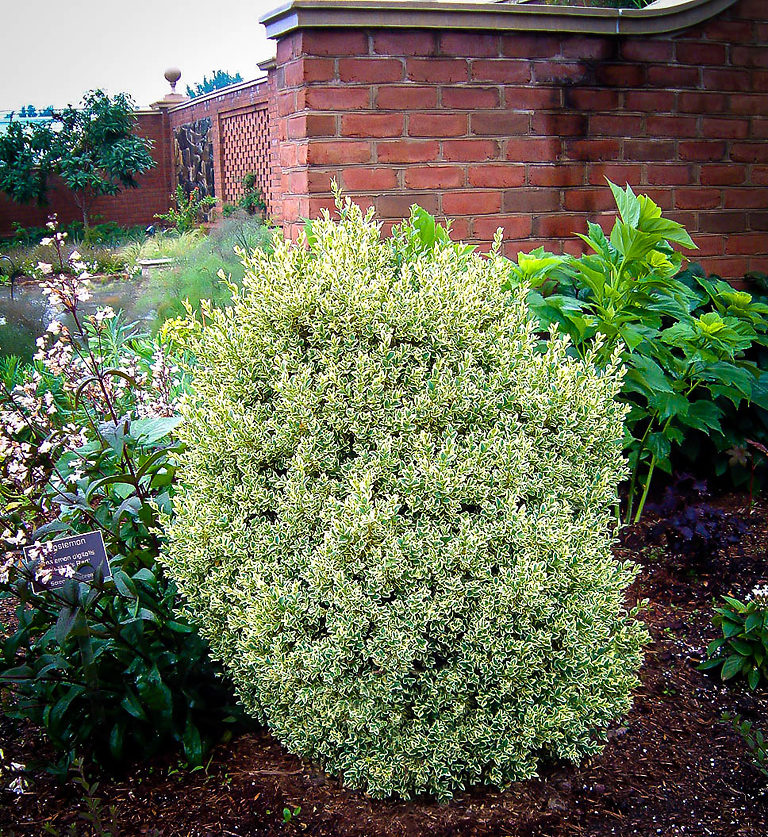 Variegated Boxwood Shrubs For Sale Online The Tree Center