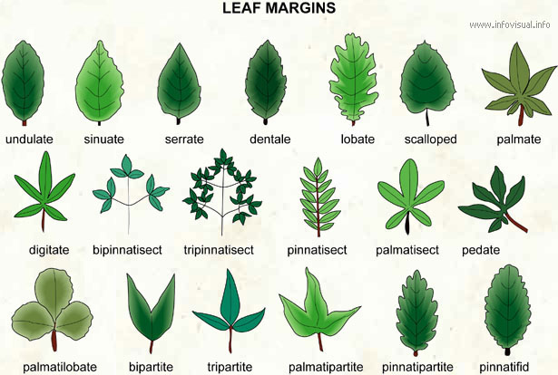 Types Of Leaves The Tree Center 