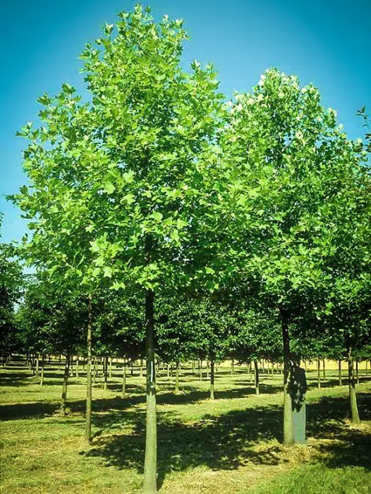 buy-poplar-trees-online-the-tree-center