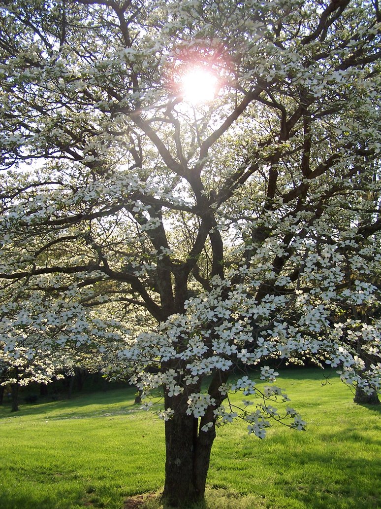 Dogwood Tree Facts Everything You Need To Know