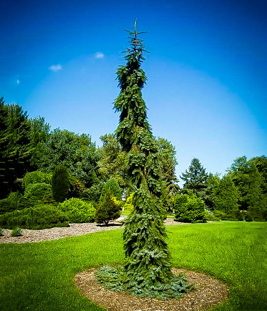 Bruns Weeping Serbian Spruce | The Tree Center™