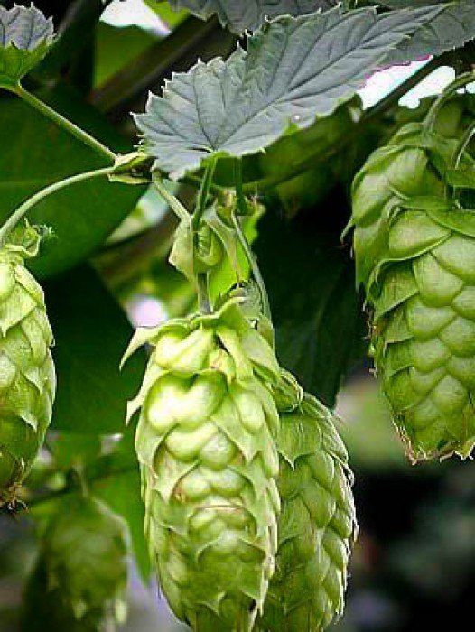 Hop plants for sale information