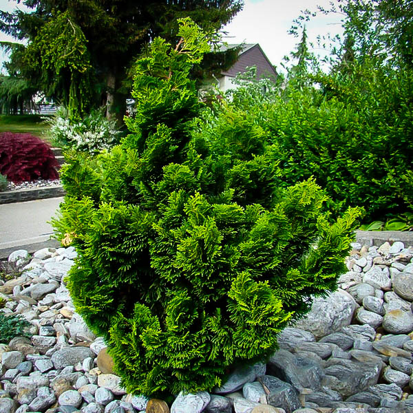 How To Grow Hinoki Cypress The Polite Evergreen Shrub