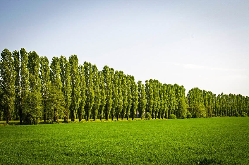 Your Guide To Poplar Trees The Tree Center 