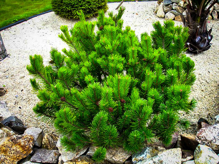 Dwarf Mugo Pine Trees For Sale The Tree Center