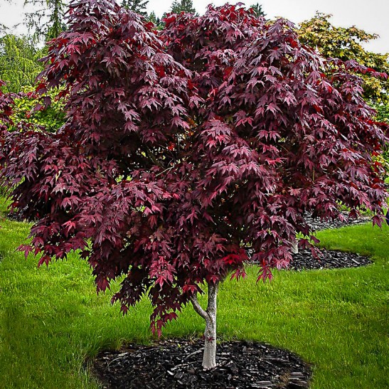Purple Ghost Japanese Maple | The Tree Center™