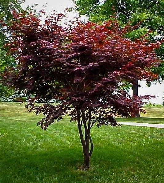 Sherwood Flame Japanese Maple 