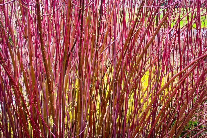 Variegated Red Twig Dogwood