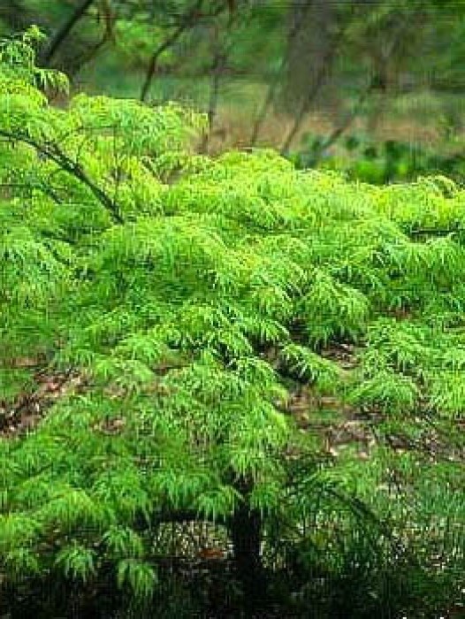 Japanese Maple The Tree Center 