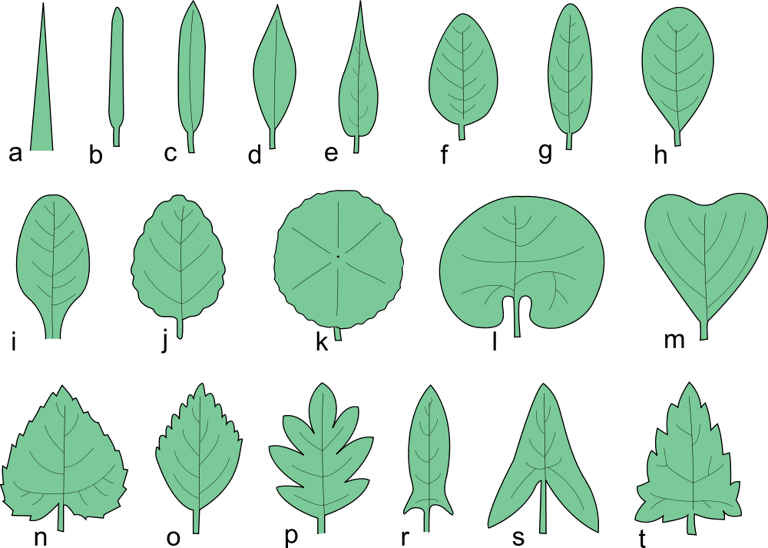 types-of-leaves-common-leaves-on-trees-and-plants-the-tree-center