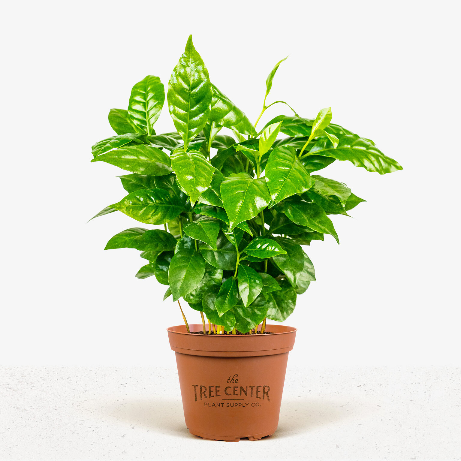 arabica-coffee-plant-for-sale-the-tree-center