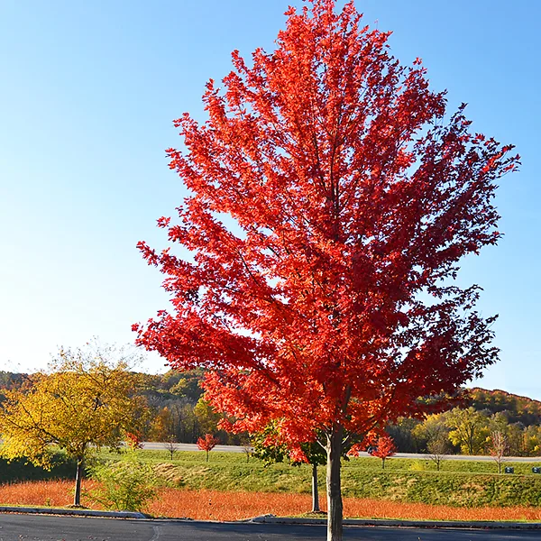 Autumn Blaze Maple Tree | Autumn Blaze Maple