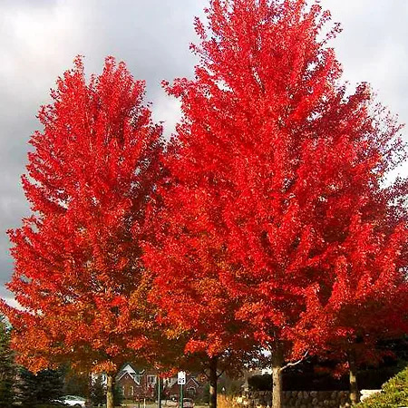 Autumn Blaze Maple Tree | Autumn Blaze Maple