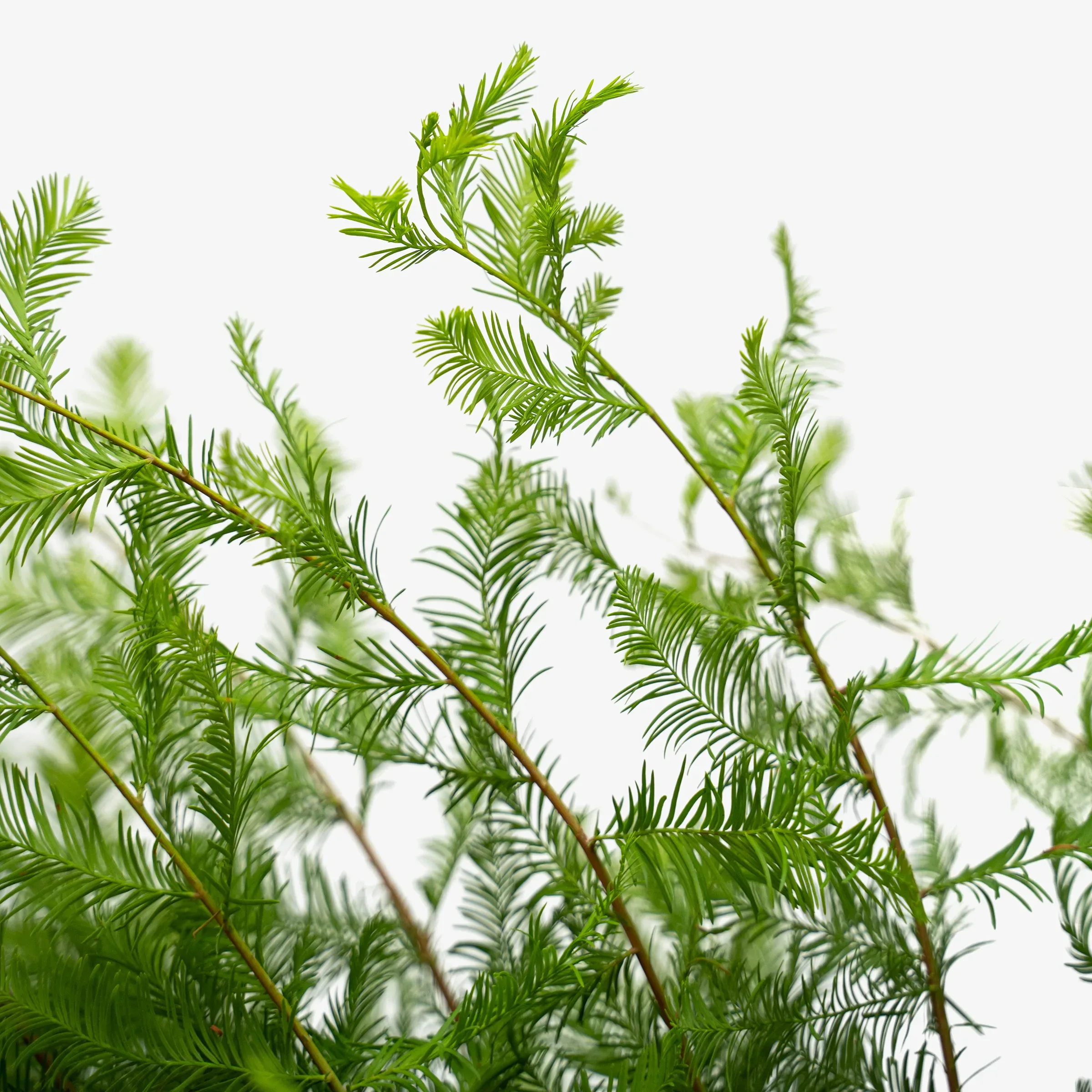 Bald Cypress Tree Flowers Best Flower Site