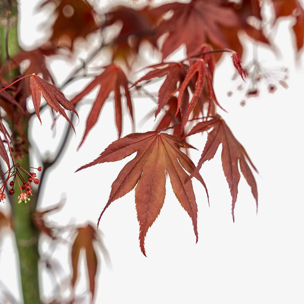 Bloodgood Japanese Maple | The Tree Center