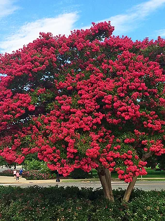 Buy Ruffled Red Magic Crape Myrtle Tree (Single Trunk Tree), FREE SHIPPING, Wilson Bros Gardens