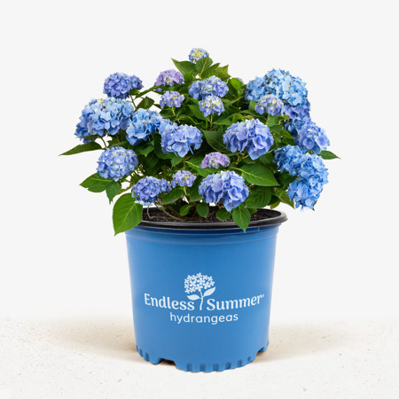 Endless Summer Hydrangea For Sale Online | The Tree Center