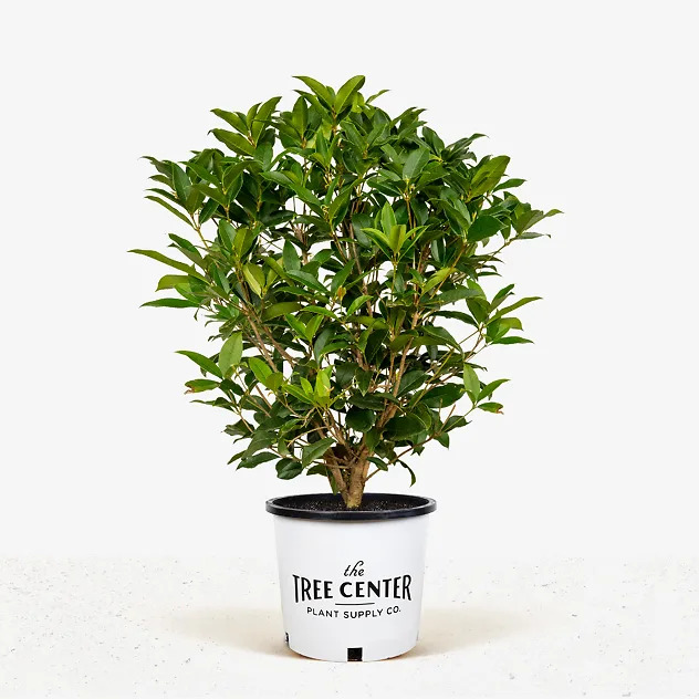 Osmanthus Tea Olive For Sale Online | The Tree Center