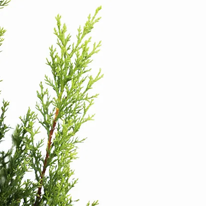 Italian Cypress For Sale Online | The Tree Center