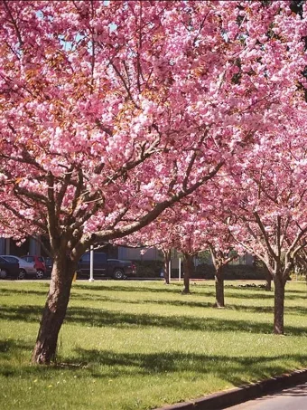 Cherry Blossom Tree  Review, Guide, & Tips for Cherry Blossom Trees