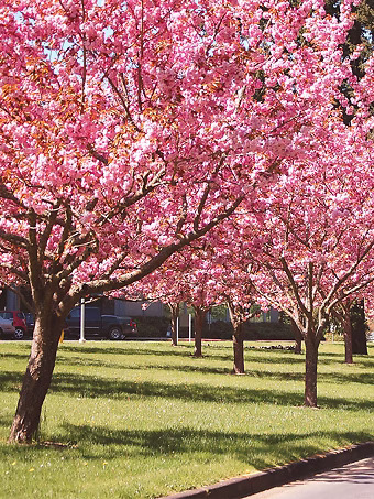 Kwanzan Cherry Tree