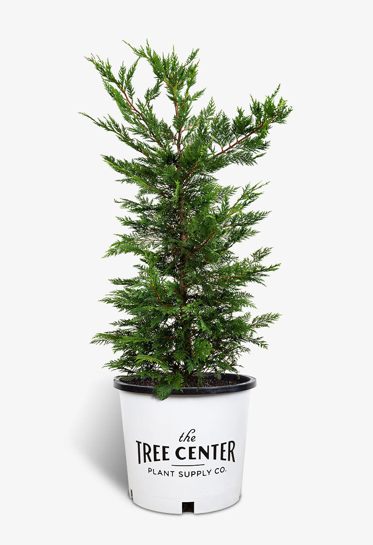 Leyland Cypress Trees for Sale Buy Leyland Cypress Online The Tree Center