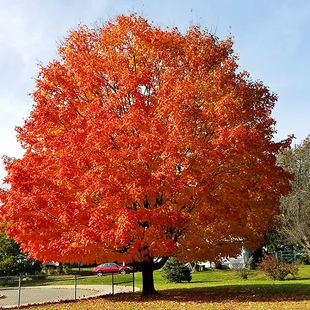 October Glory Maple For Sale Online | The Tree Center