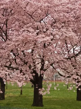 Cherry Blossom Tree  Review, Guide, & Tips for Cherry Blossom Trees