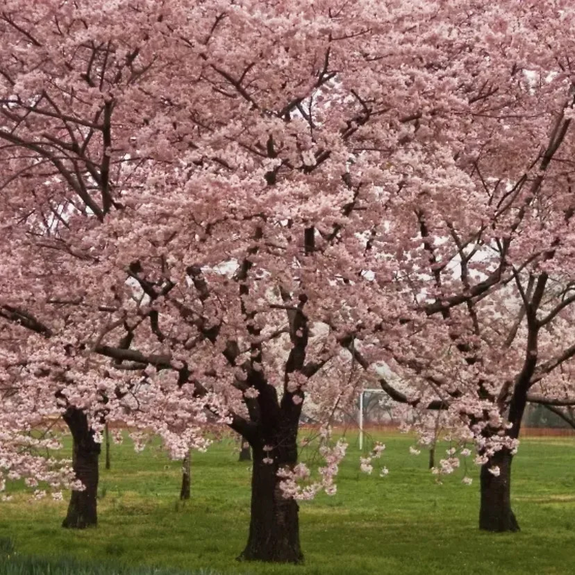 Okame Cherry Blossom Tree For Sale Online | The Tree Center