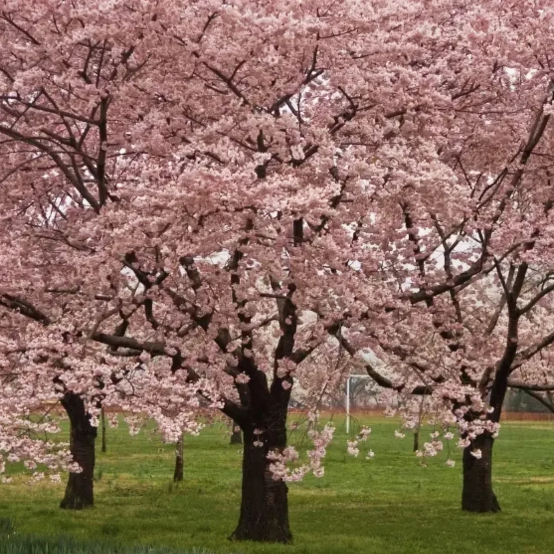 How To Plant, Grow, And Care For Cherry Blossom Trees, 41% OFF