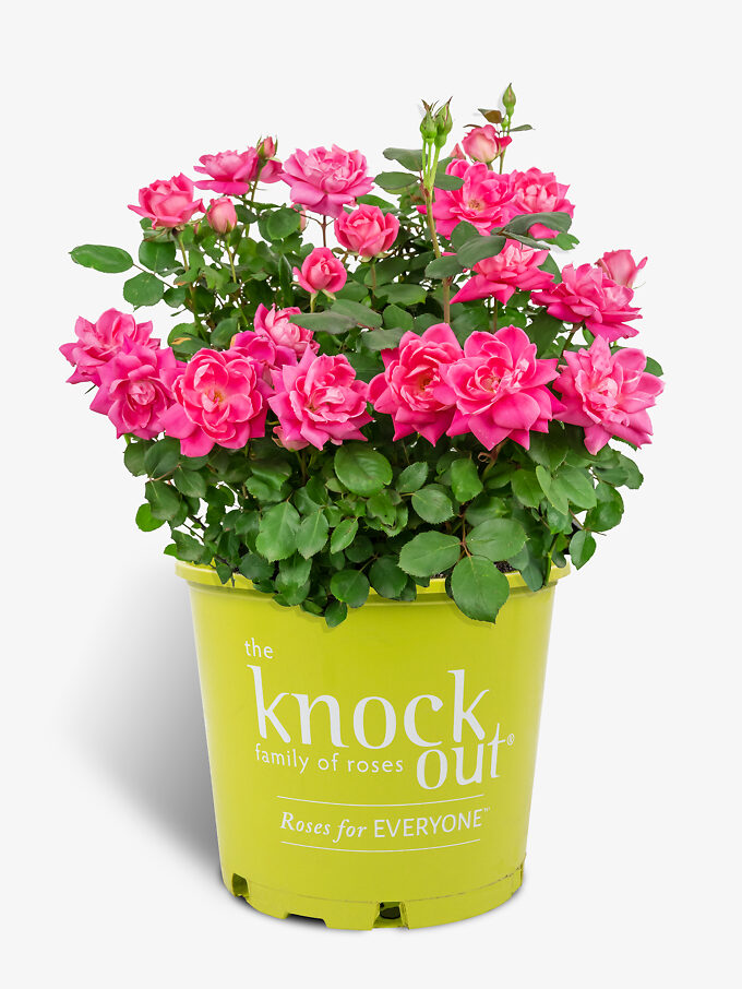 Buy Knockout Roses | Shop Double Knockout Roses Online | The Tree Center