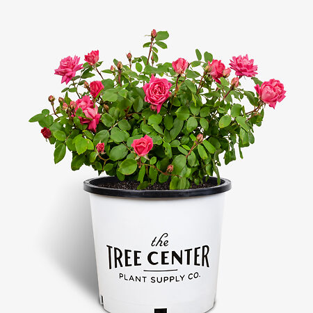 Double Pink Knockout Rose For Sale Online | The Tree Center